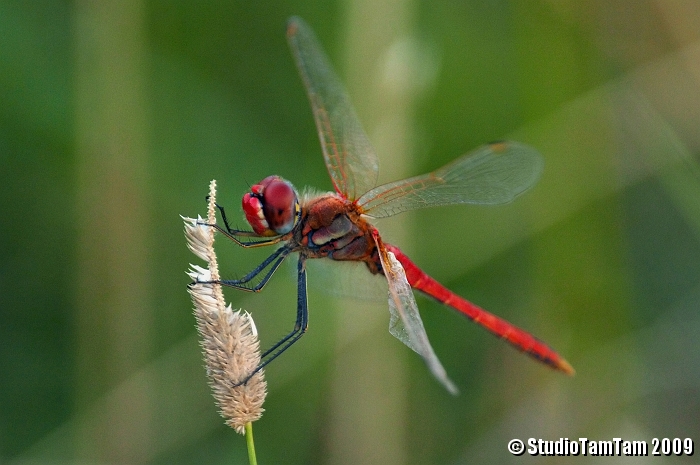 Libellula _ Sympetrum fonscolombii.jpg